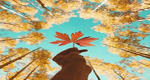 شاخه‏هاي نور: مجموعه شعر