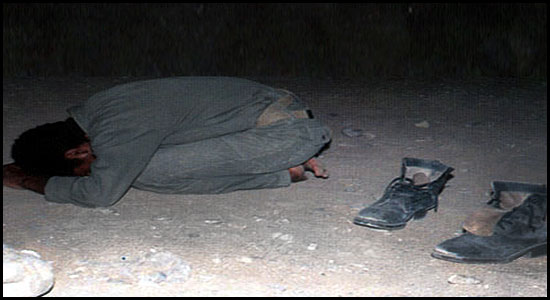 چرا شب زنده داران، زیبا هستند 
