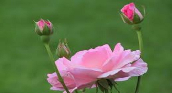 دستورالعمل امام صادق(علیه السلام) برای تطهیر روح