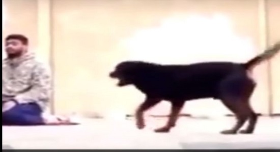 واکنش سگ اسرائیلی به نمازگزار فلسطینی