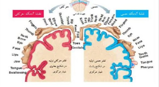 وبینار تعیین تفاوت میزان سرسختی روانشناختی در دانشجویان نماز گزار و غیر نمازگزار